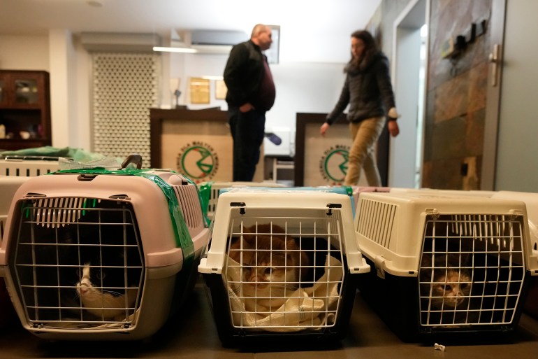 Doctors and volunteers take care of dozens of dogs and cats arriving from Ukraine at night to Przemysl, Poland
